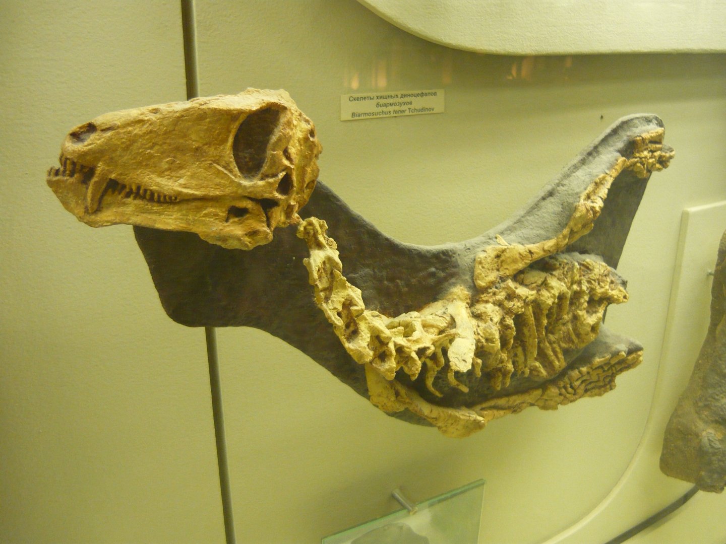 Juvenile Biarmosuchus tener