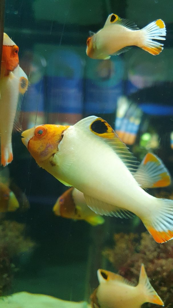 Juvenile Bicolor Parrotfish (Cetoscarus bicolor)