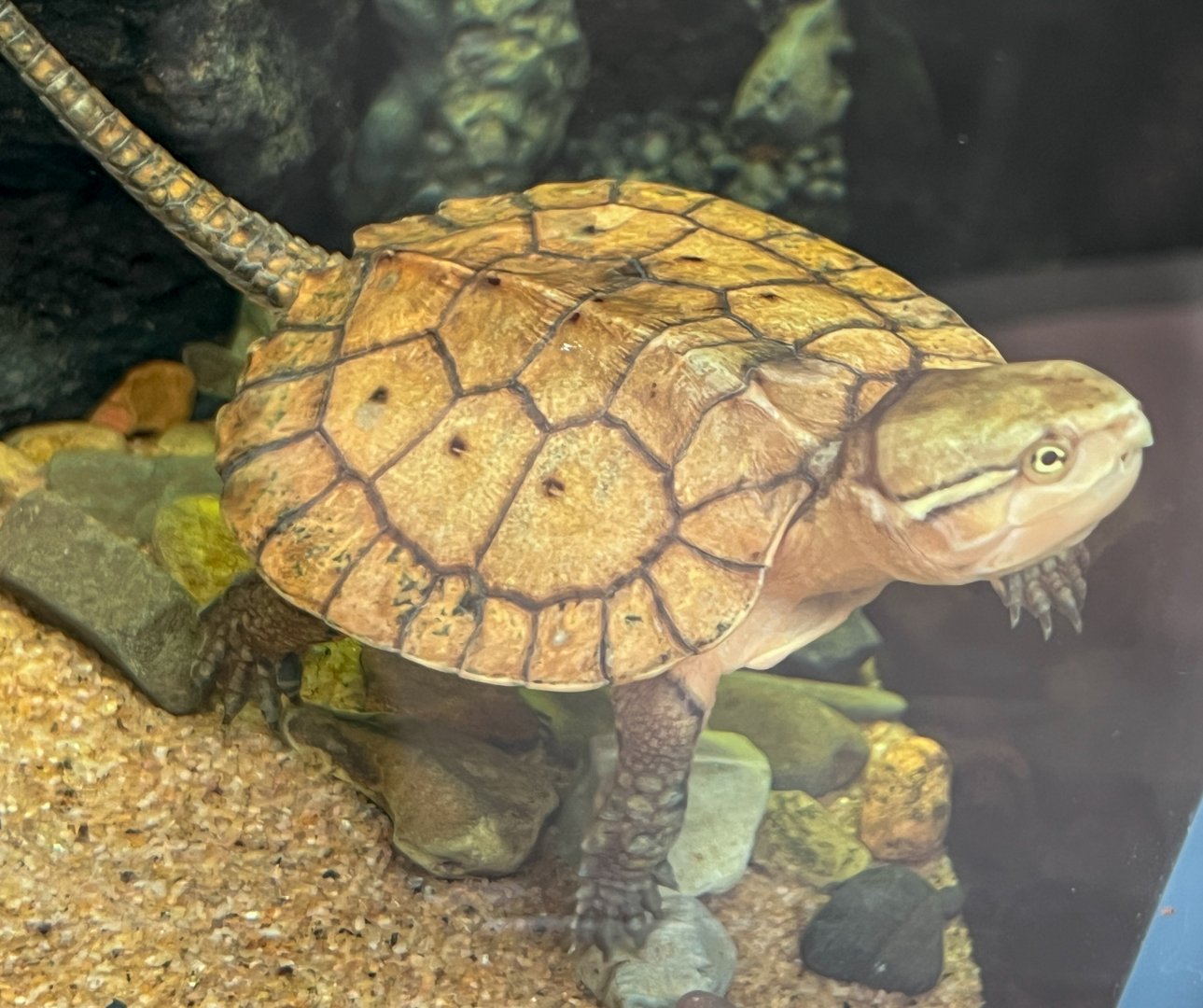 Juvenile Big-Headed Turtle (Platysternon sp)