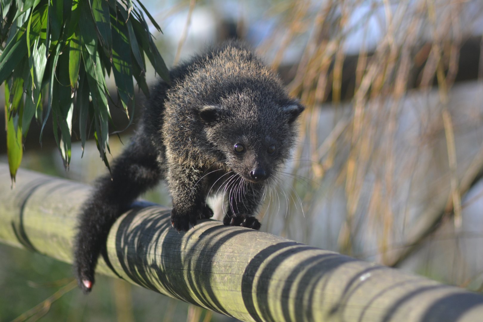 Juvenile binturong