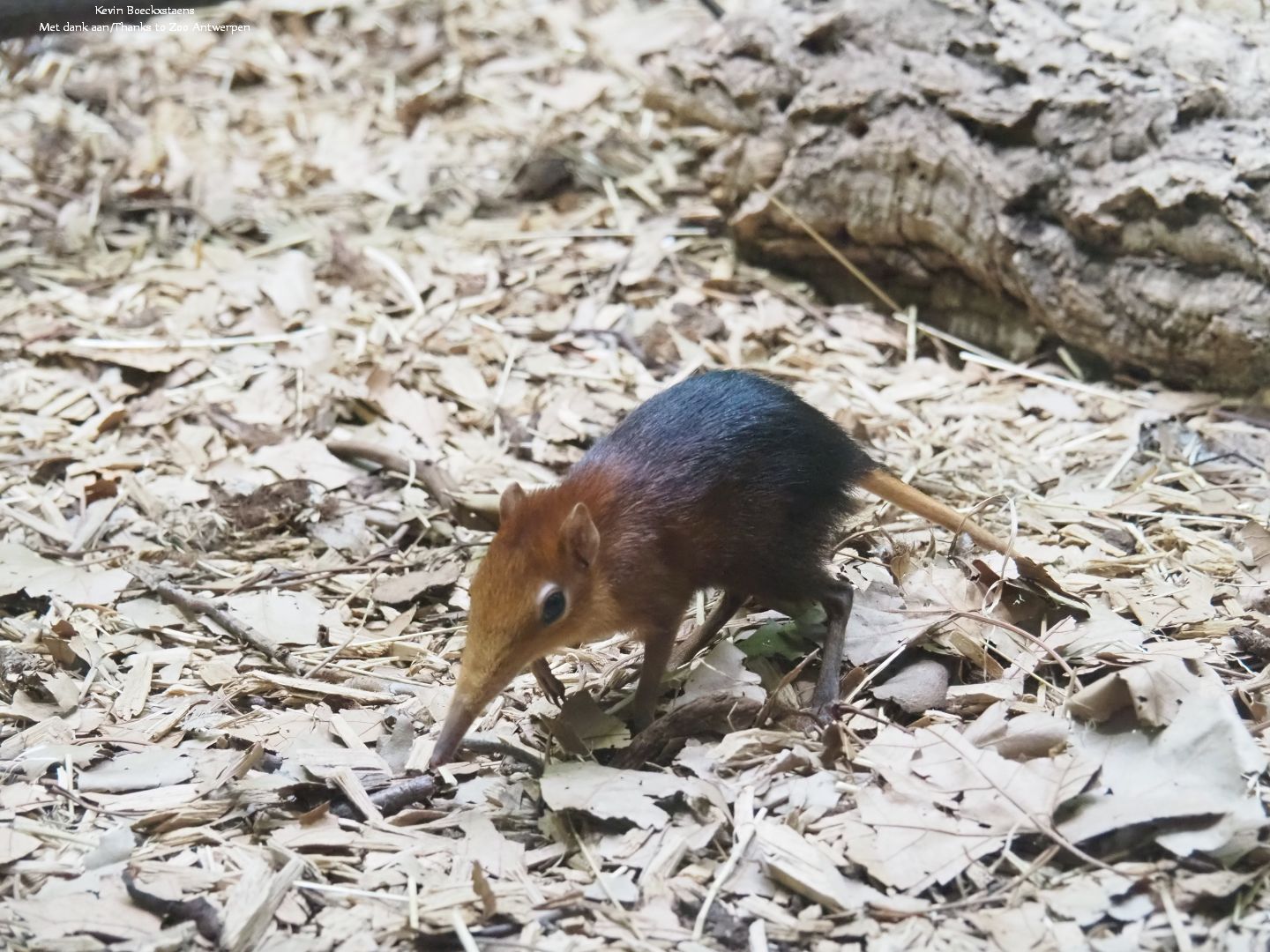 Juvenile black and rufous sengi (Rhynchocyon petersi)