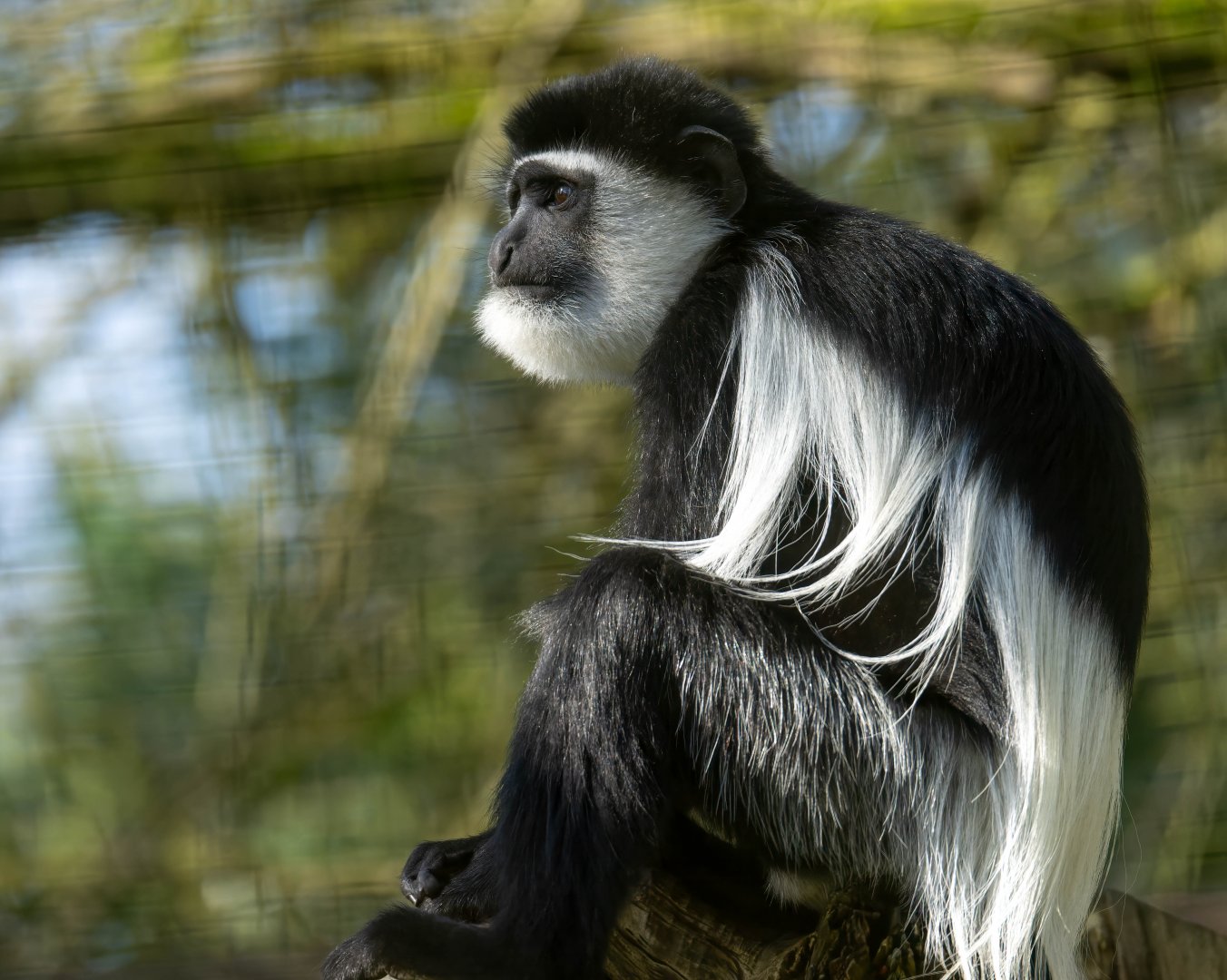Juvenile Black and White Colobus, CWP, UK