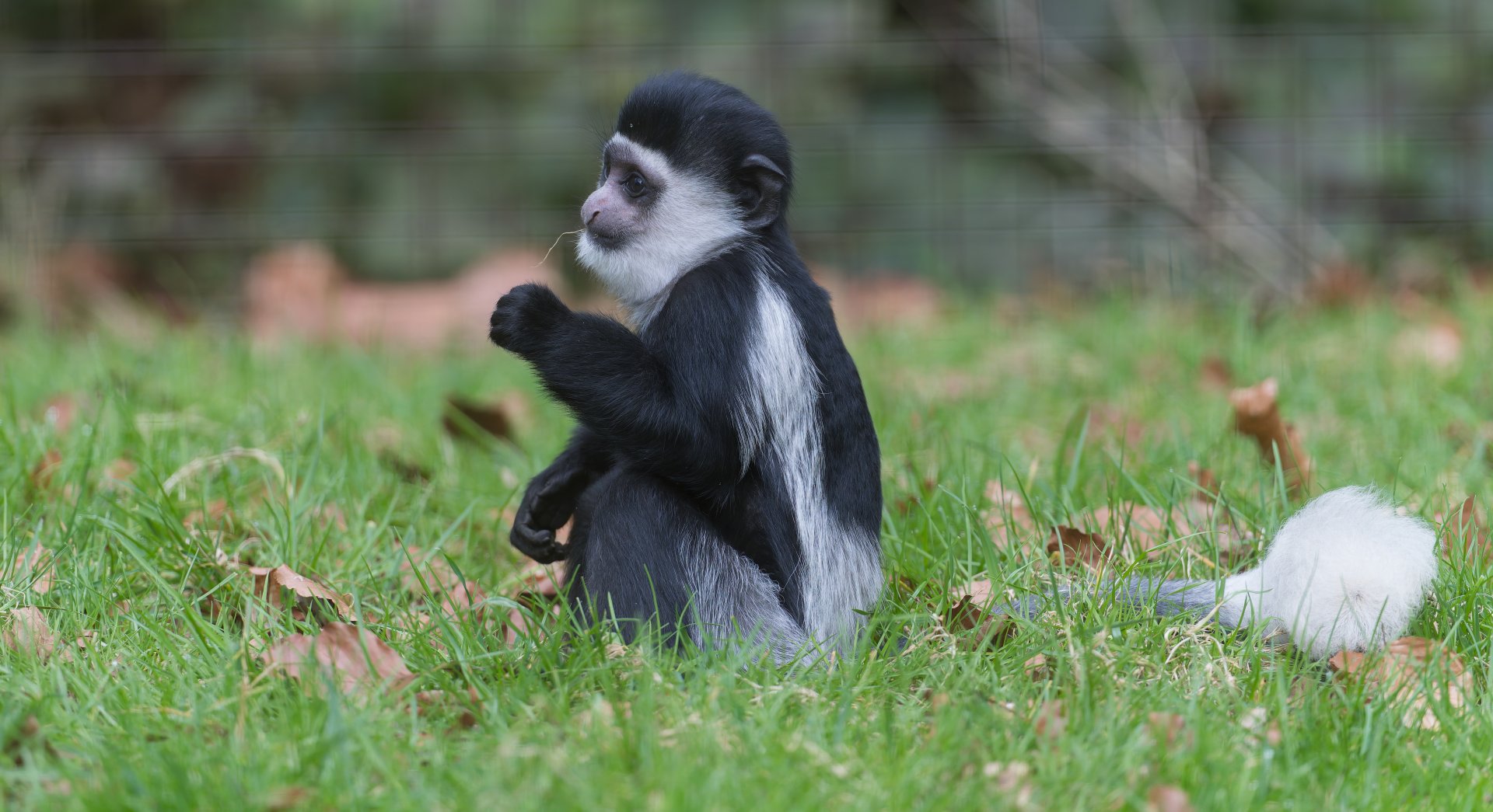Juvenile Black and White Colubus Monkey, CWP, UK