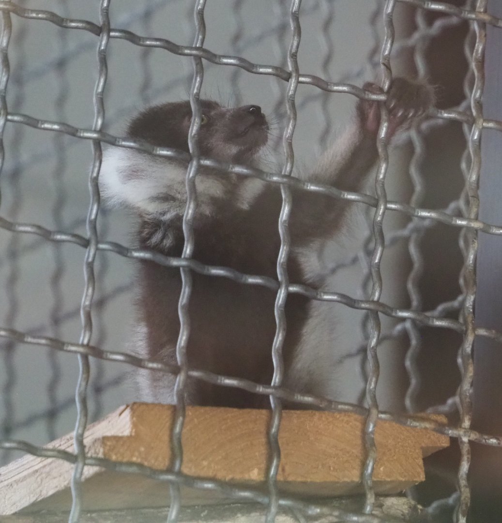 Juvenile Black and white ruffed lemur (Varecia variegata variegata), 2021-06-15