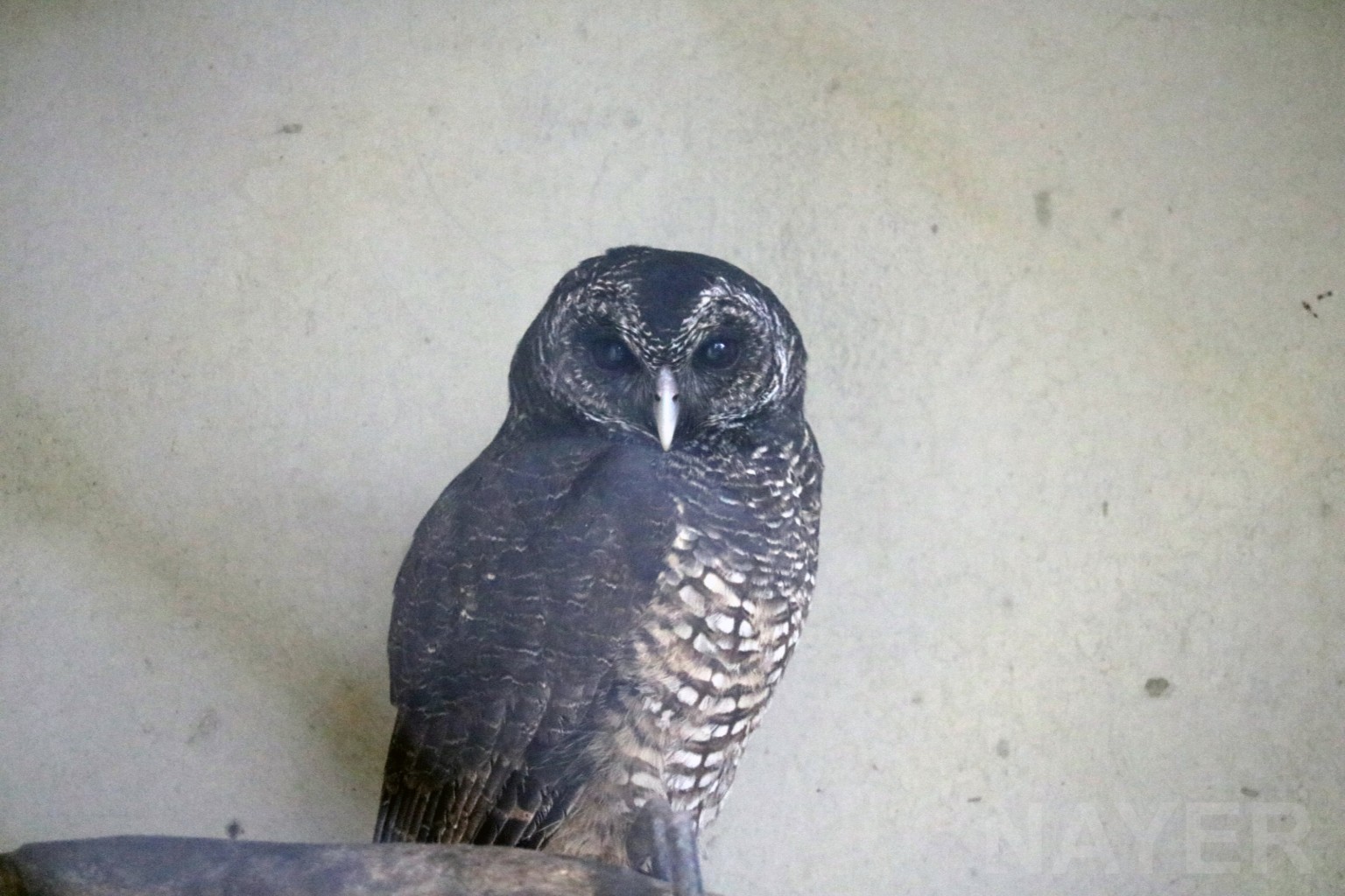 Juvenile black-banded owl, April 2016