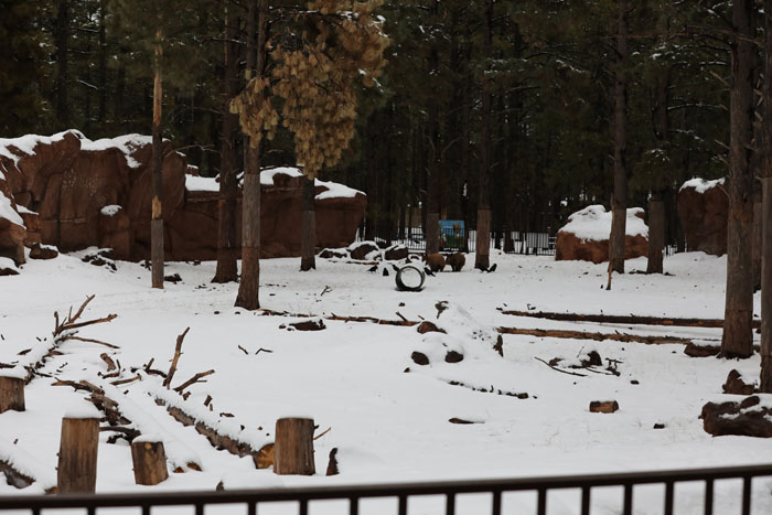 juvenile black bear exhibit