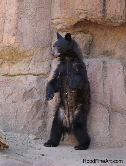 juvenile black bear