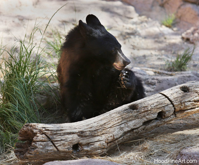juvenile black bear