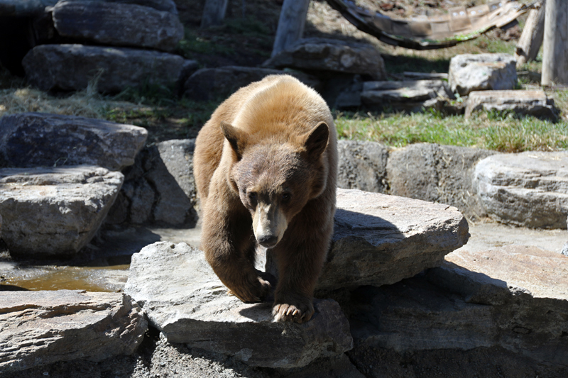 juvenile black bear