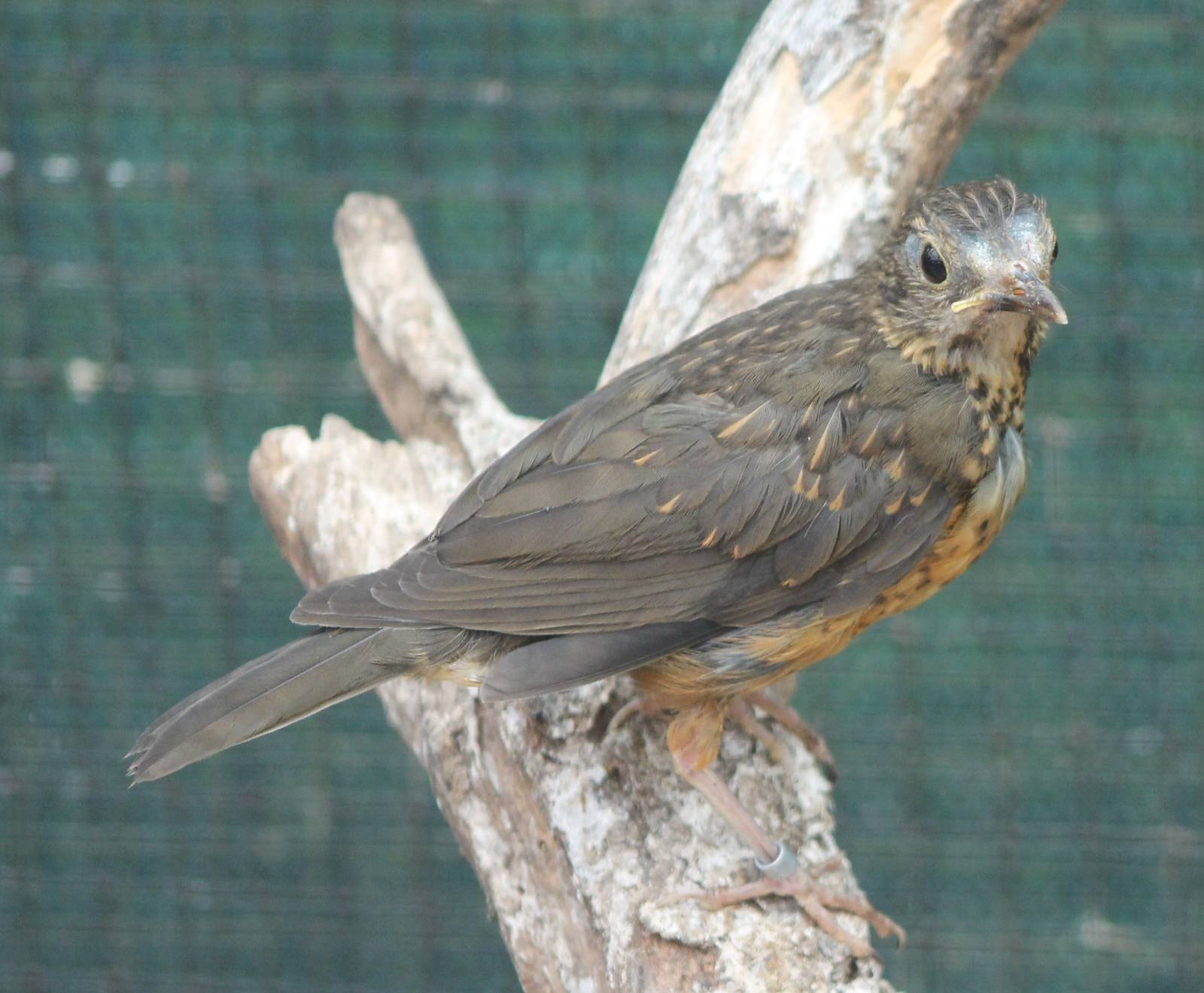 Juvenile Black-breasted thrush