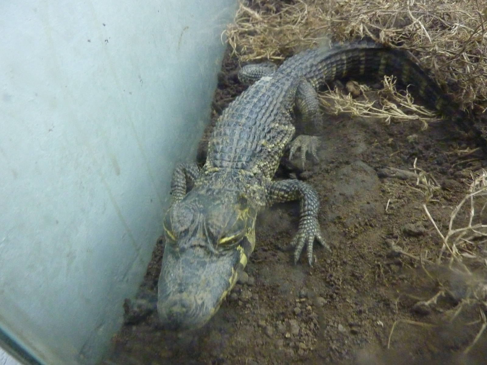 Juvenile black caiman