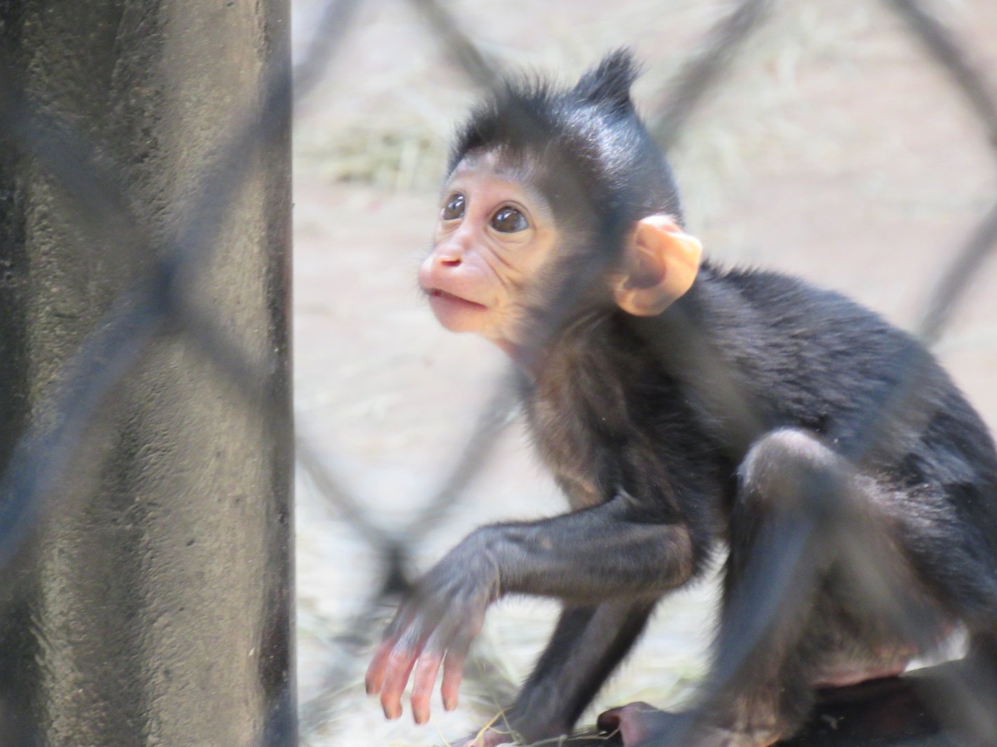 Juvenile Black-Crested Mangabey.