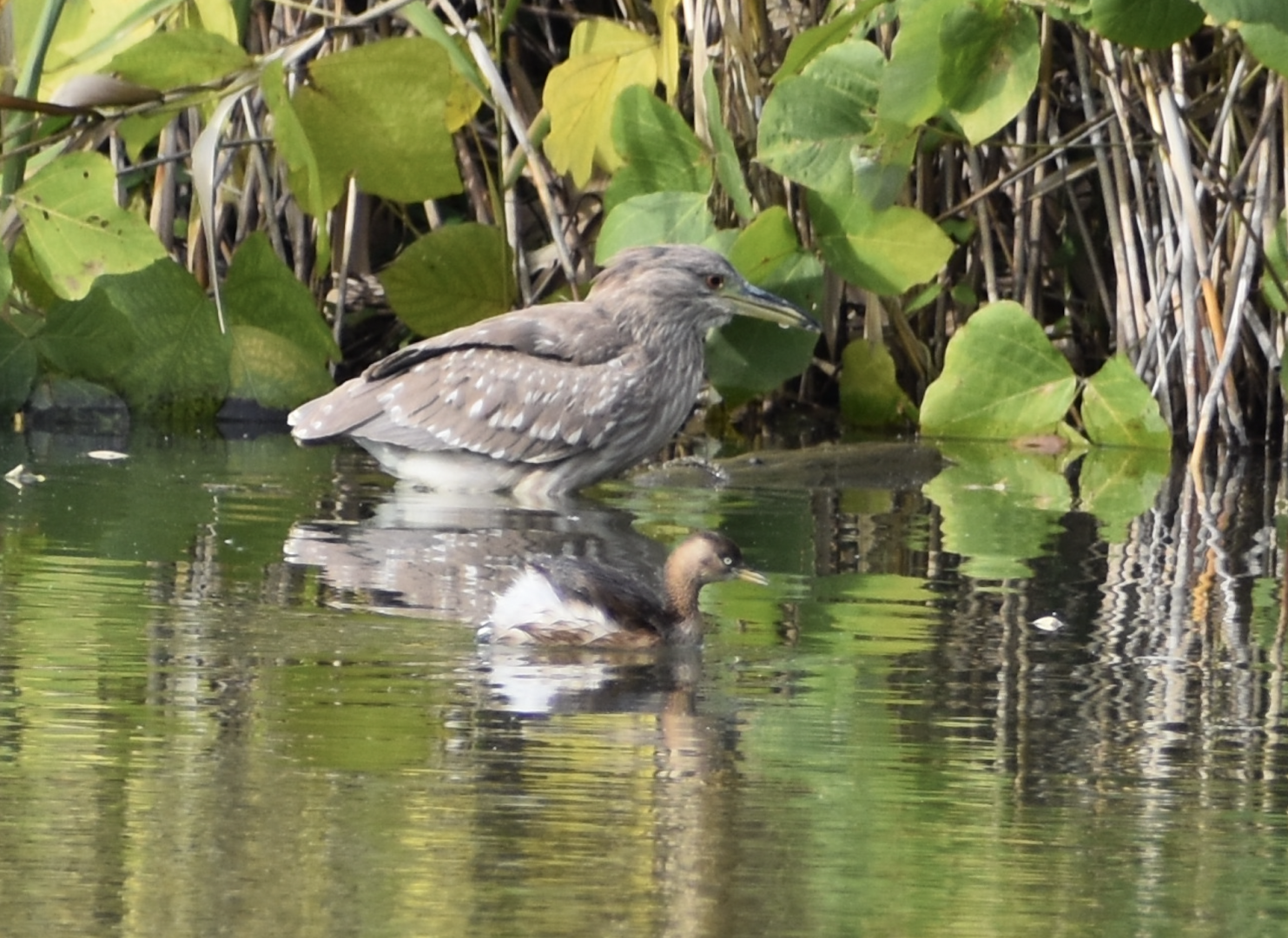 Juvenile Black Crowned Night heron and Little Grebe - Tokyo Port Wild Bird Park