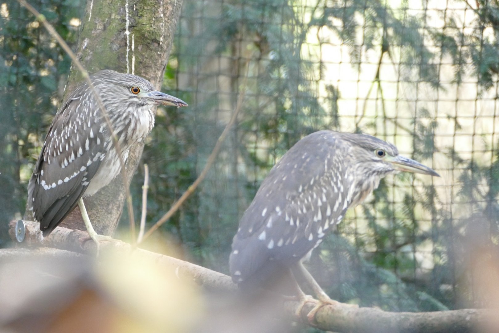 Juvenile Black-crowned Night Heron, December 2019