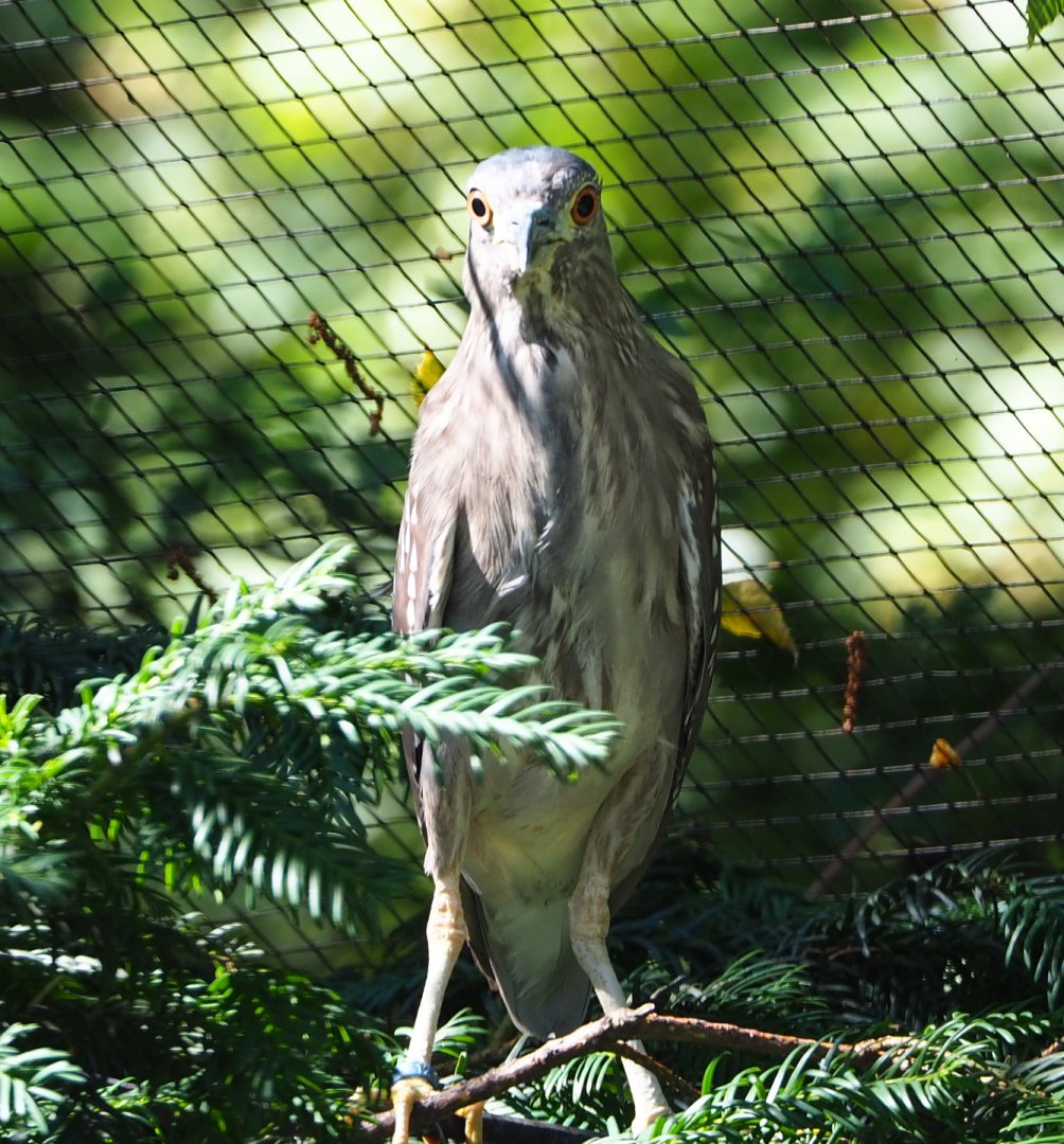 Juvenile Black-crowned night heron (Nycticorax nycticorax nycticorax), 2020-06-20