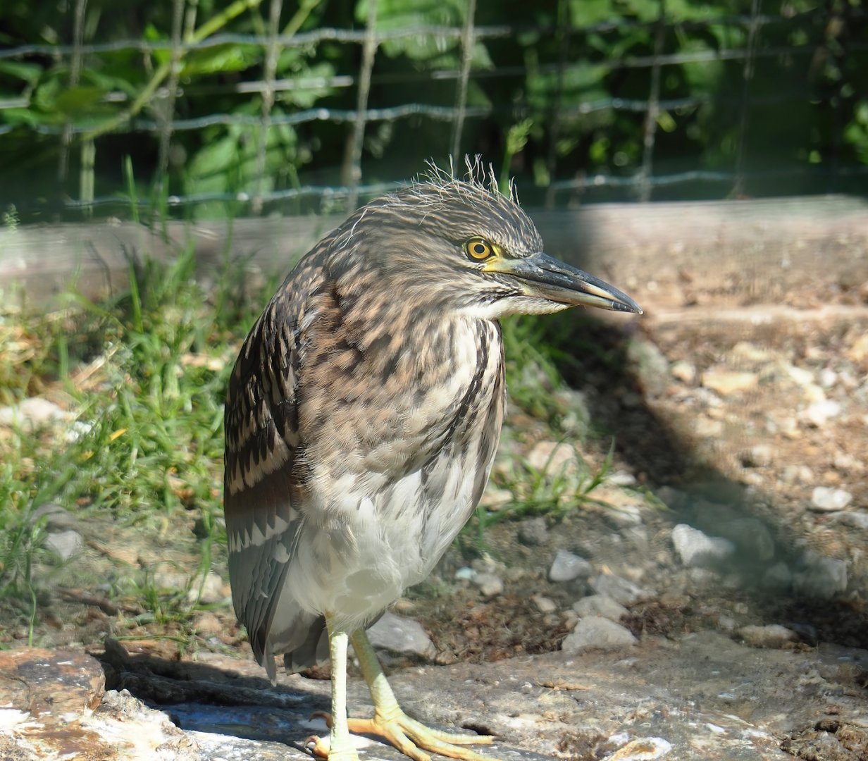 Juvenile Black-crowned night heron (Nycticorax nycticorax nycticorax), 2023-06-24