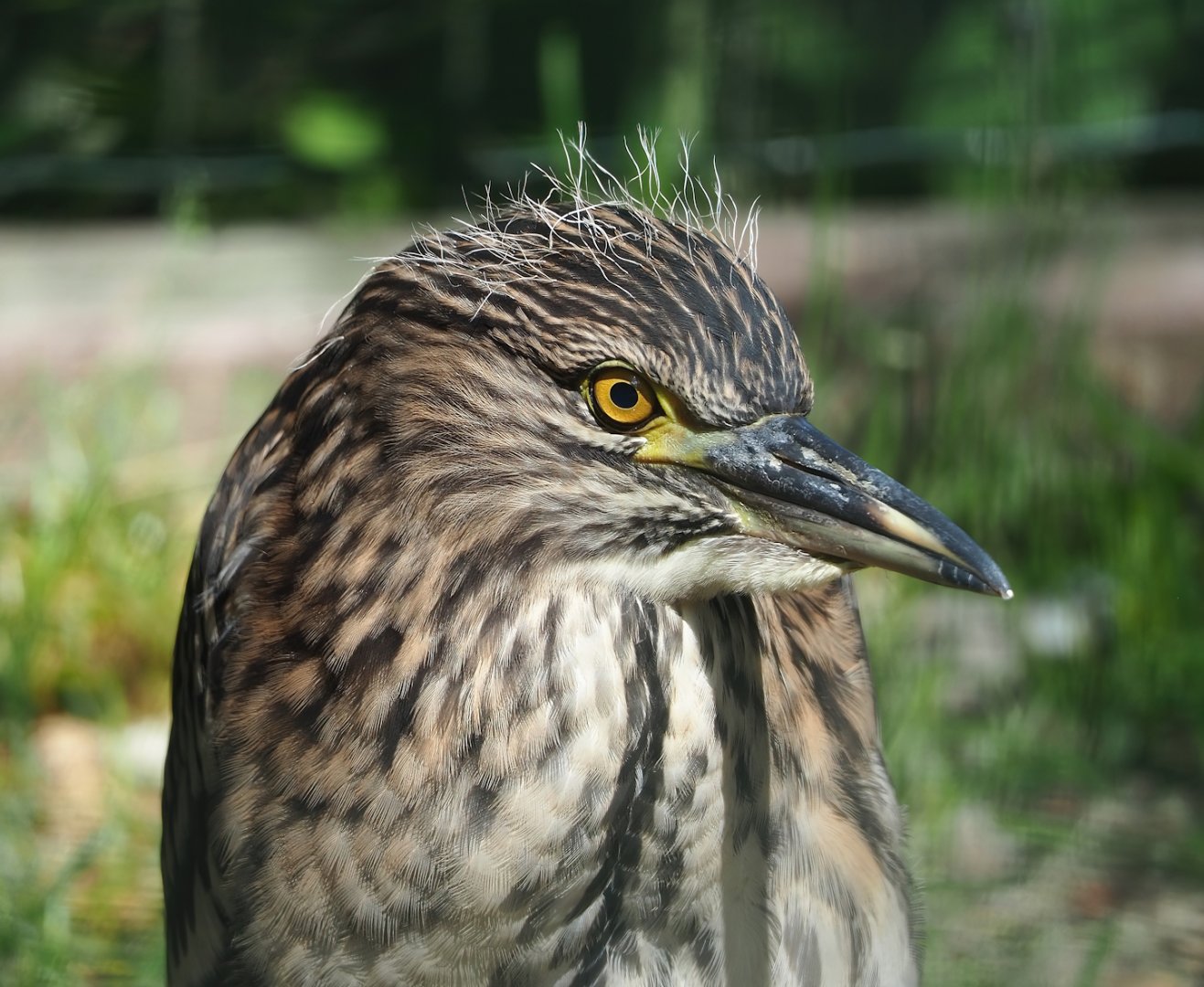 Juvenile Black-crowned night heron (Nycticorax nycticorax nycticorax), 2023-06-24