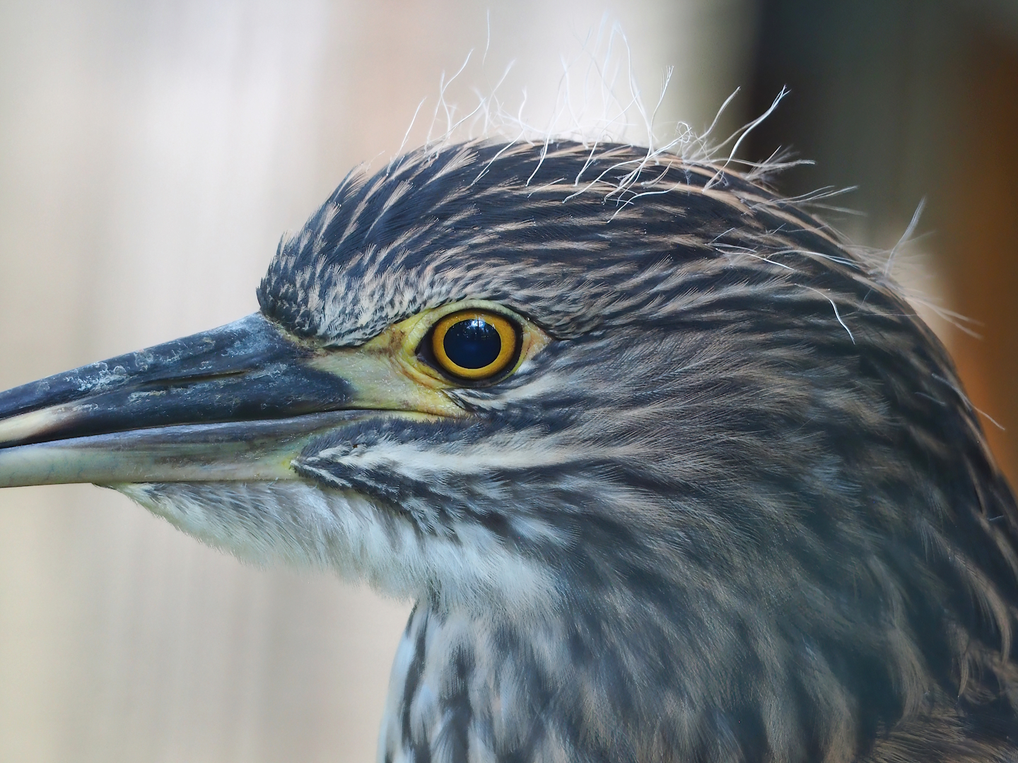 Juvenile Black-crowned night heron (Nycticorax nycticorax nycticorax), 2023-06-24