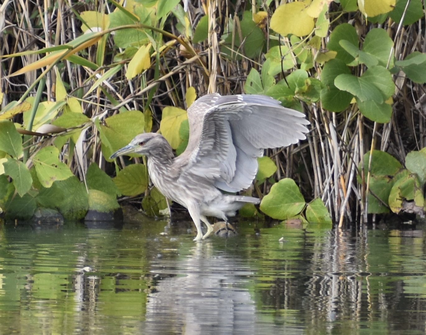 Juvenile Black Crowned Night Heron - Tokyo Port Wild Bird Park