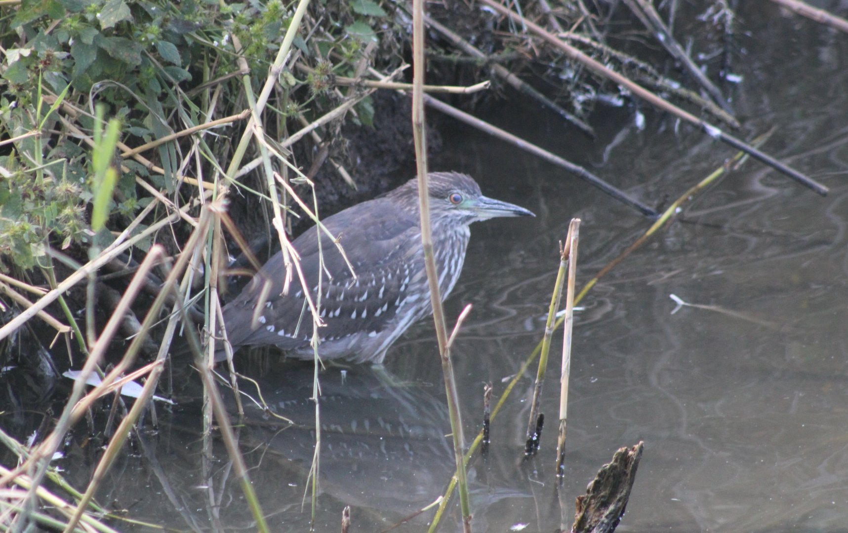 Juvenile Black-crowned night heron
