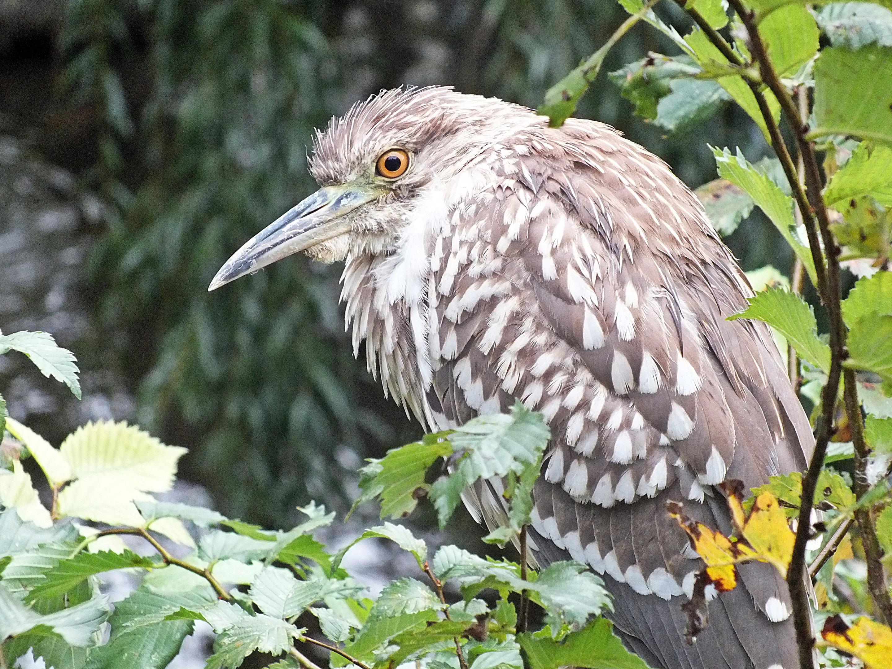 Juvenile black-crowned night heron