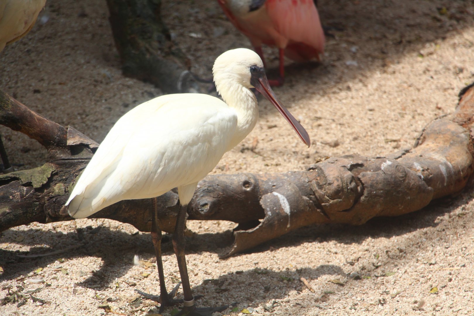 Juvenile Black-faced Spoonbill