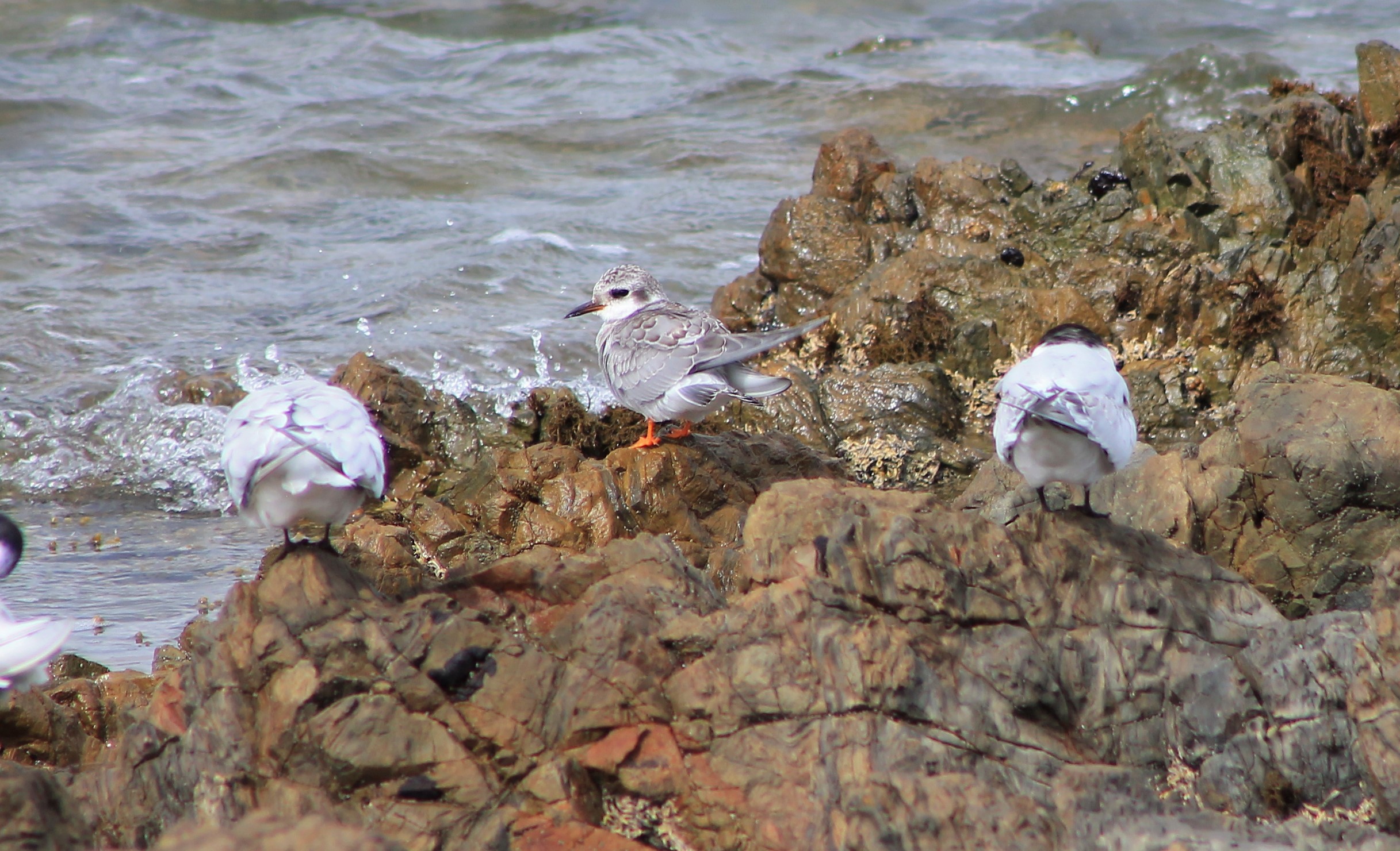 Juvenile Black-fronted Tern (Chlidonias albostriatus)