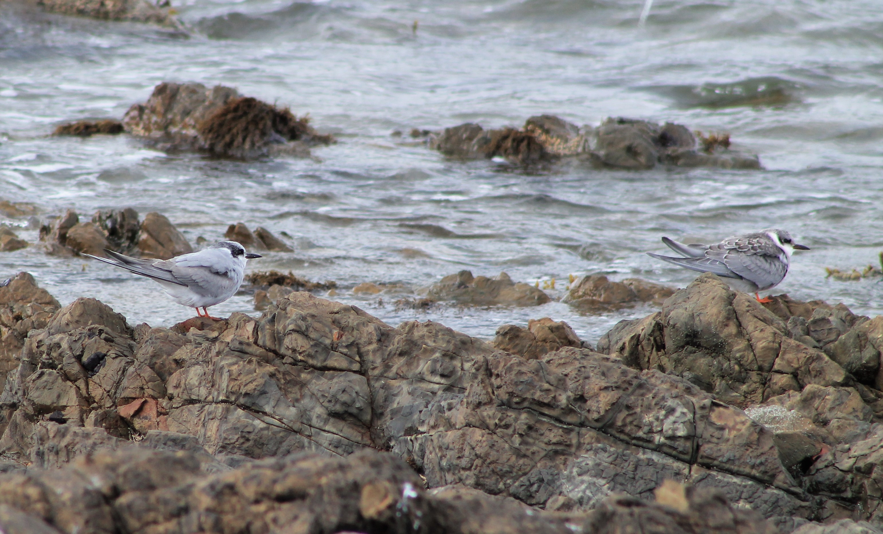 Juvenile Black-fronted Terns (Chlidonias albostriatus)