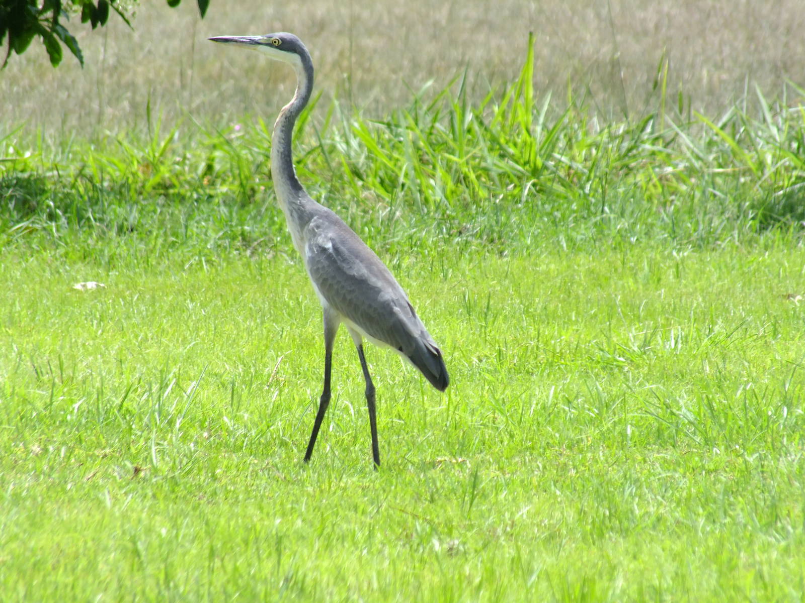 Juvenile Black-headed Heron