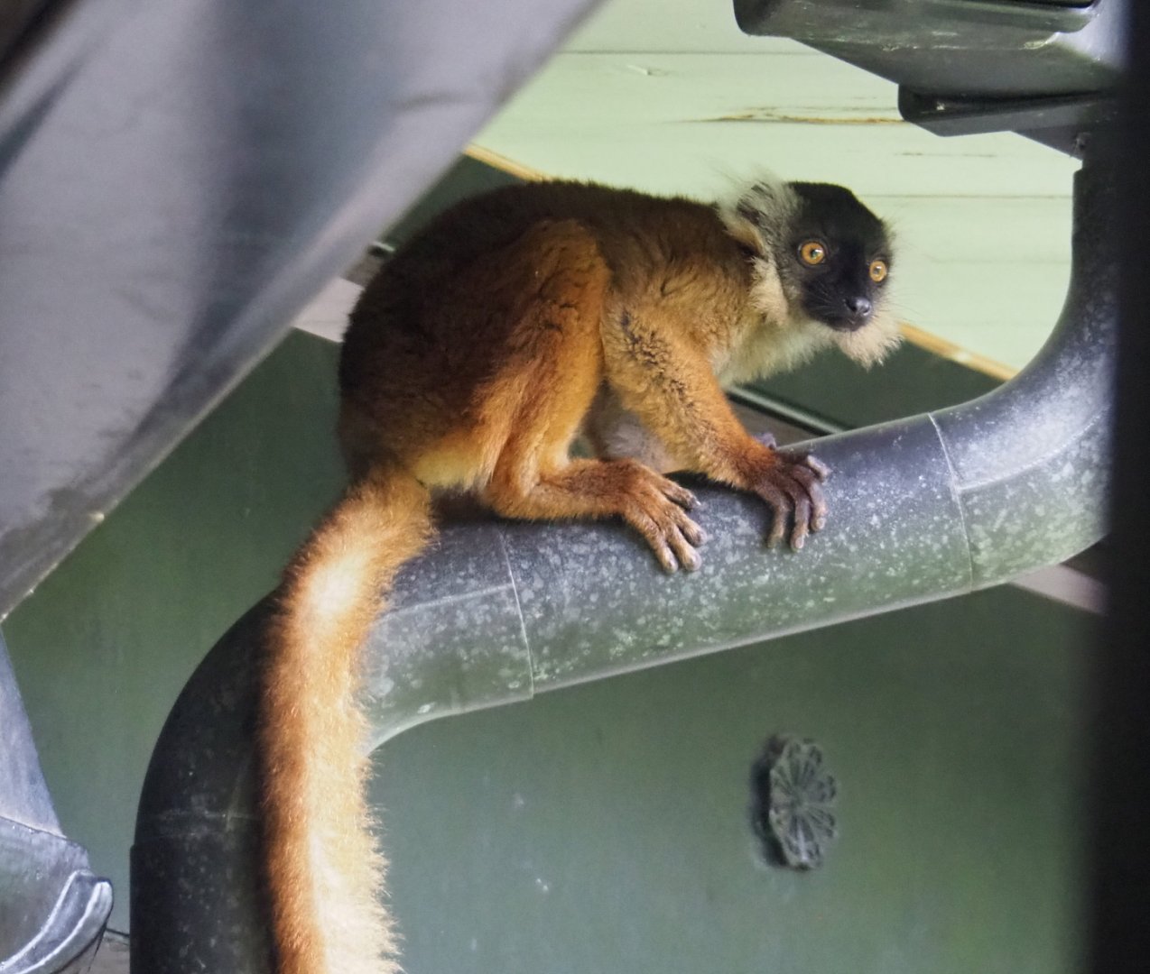 Juvenile black lemur (Eulemur macaco), 2021-07-03