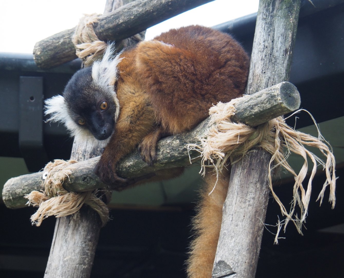 Juvenile black lemur (Eulemur macaco), 2021-07-03