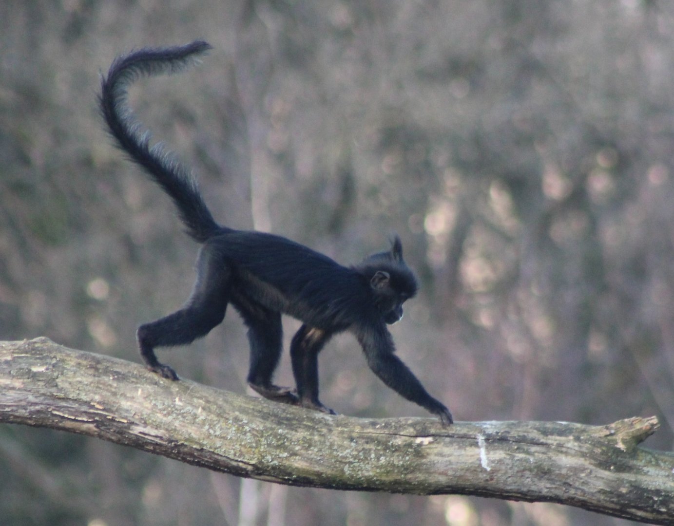 Juvenile Black mangabey