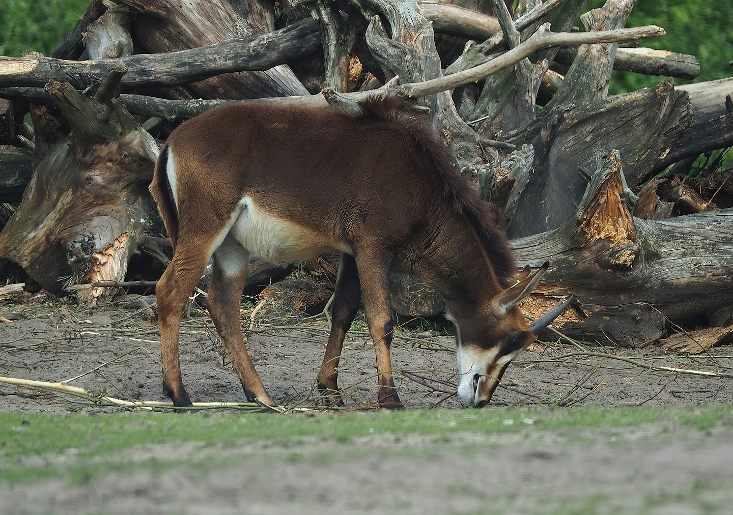 Juvenile Black sable antelope (Hippotragus niger niger), 2022-06-12