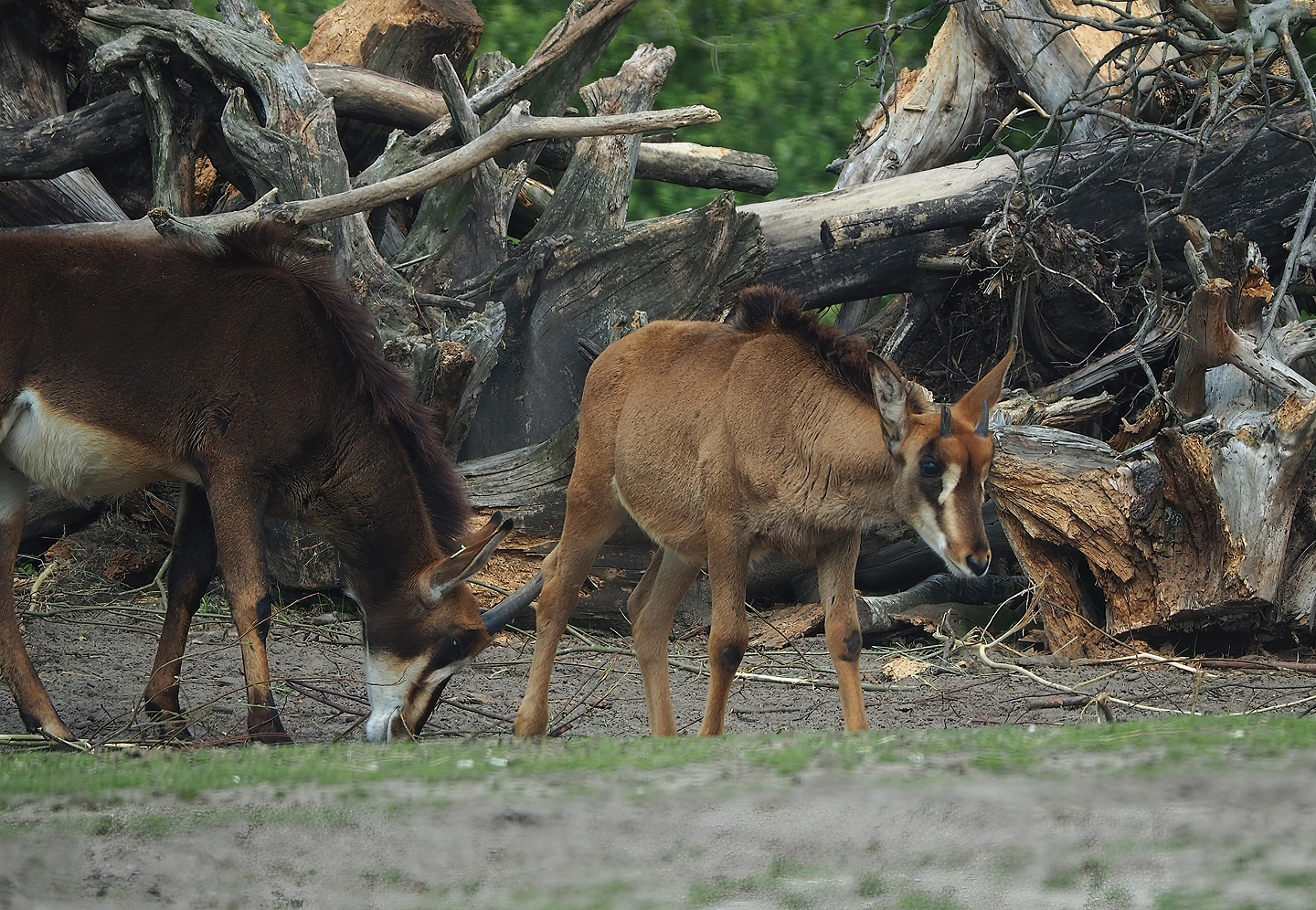 Juvenile Black sable antelopes (Hippotragus niger niger), 2022-06-12