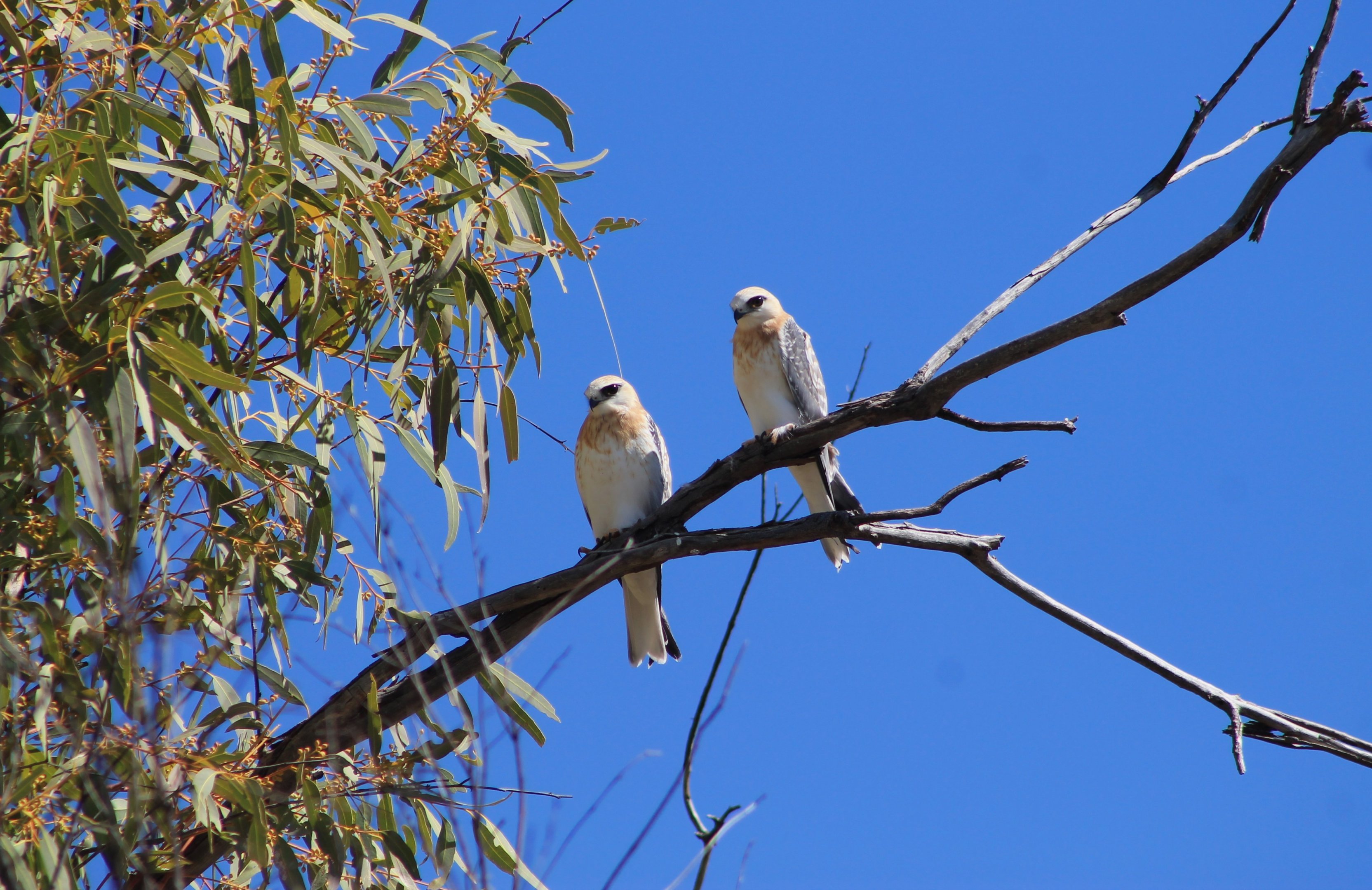 Juvenile Black-shouldered Kites (Elanis axillaris)