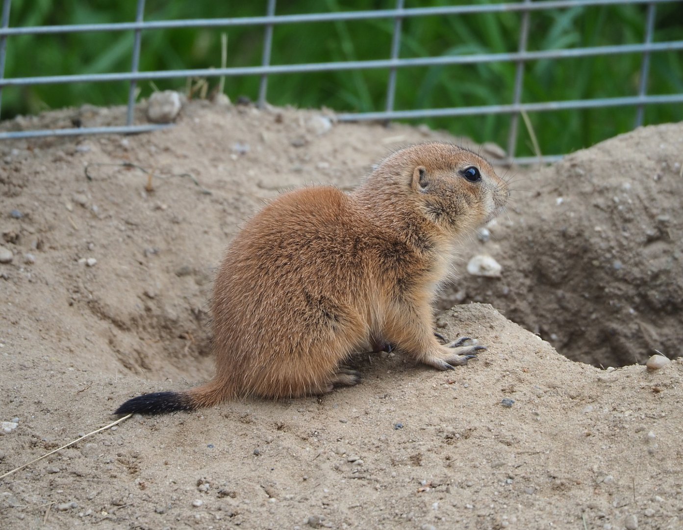 Juvenile Black-tailed prairie dog (Cynomys ludovicianus), 2022-05-17
