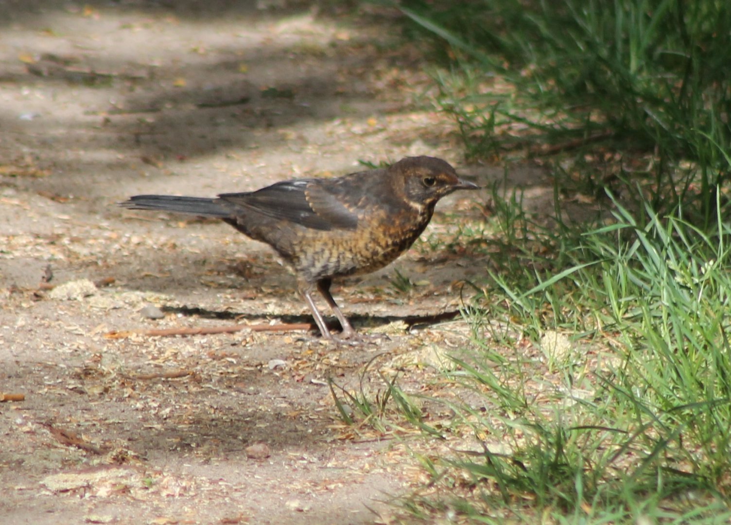 Juvenile Blackbird