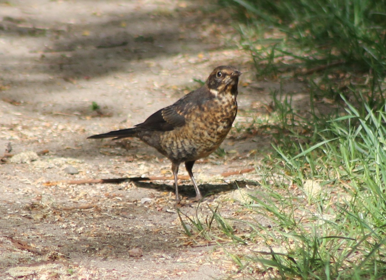 Juvenile Blackbird