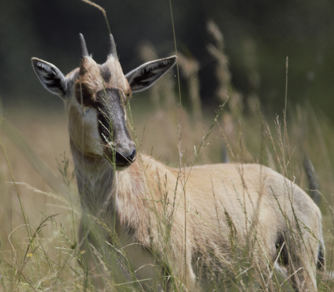 Juvenile Blesbok (Damaliscus pygargus phillipsi)