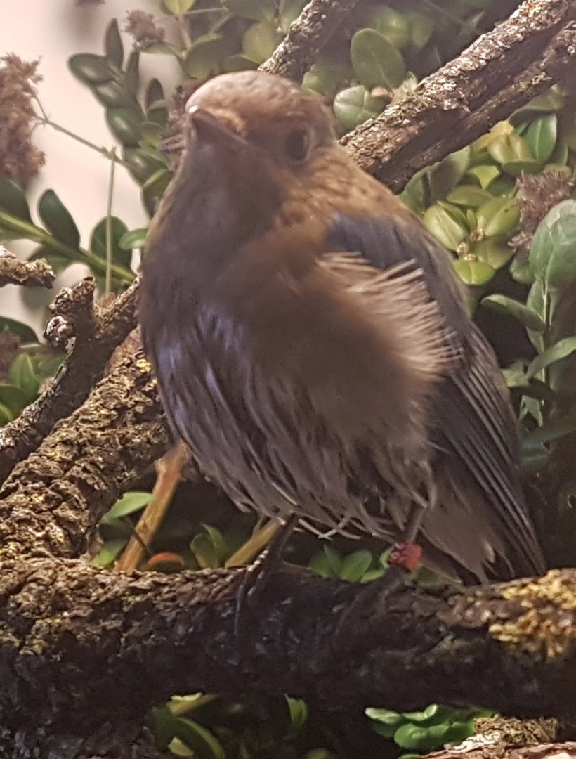 Juvenile Blue and white flycatcher - Cyanoptila cyanomelana