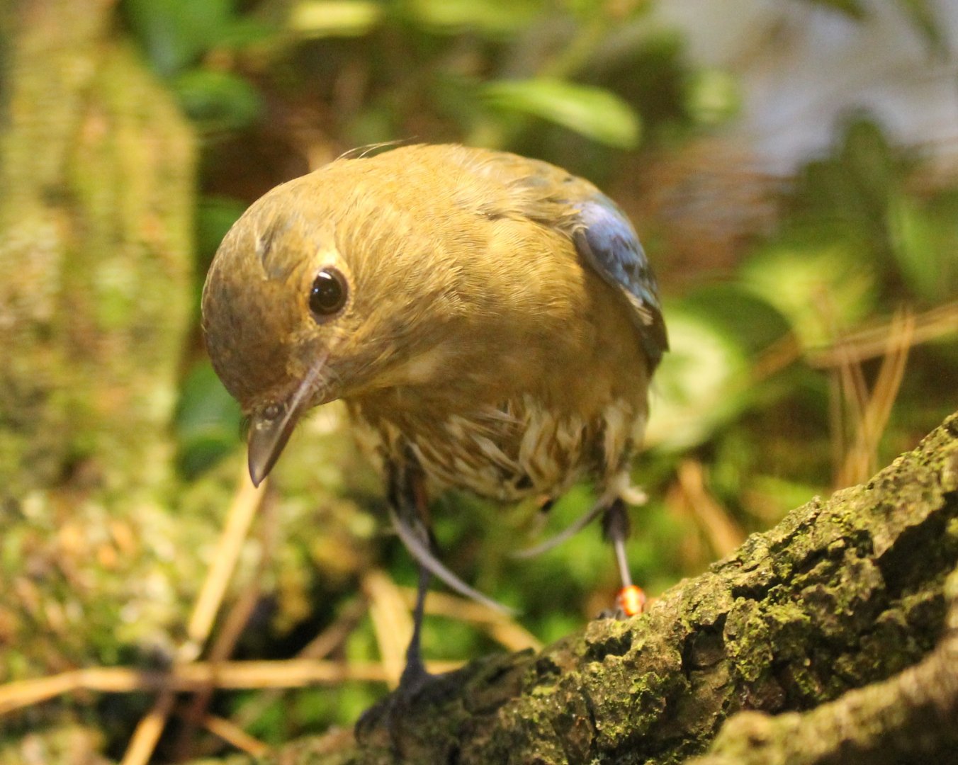 Juvenile Blue and white flycatcher - Cyanoptila cyanomelana
