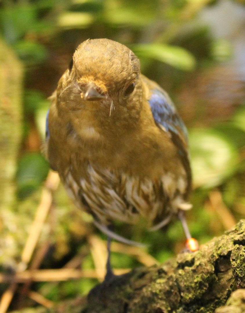 Juvenile Blue and white flycatcher - Cyanoptila cyanomelana