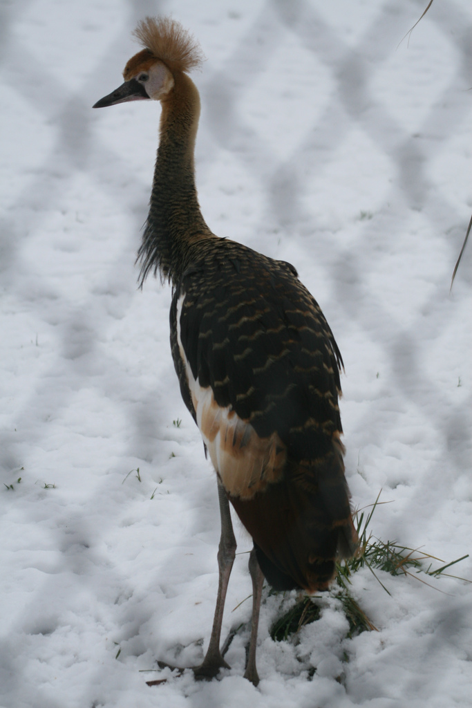 Juvenile Blue-crowned Crane