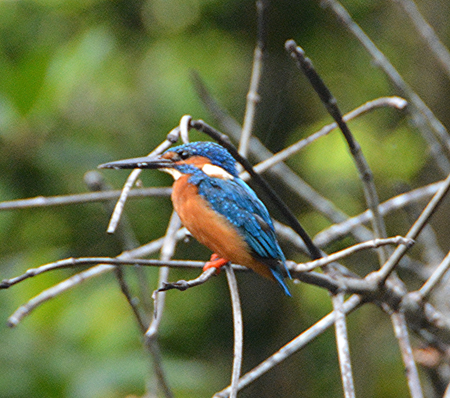 Juvenile Blue - eared kingfisher