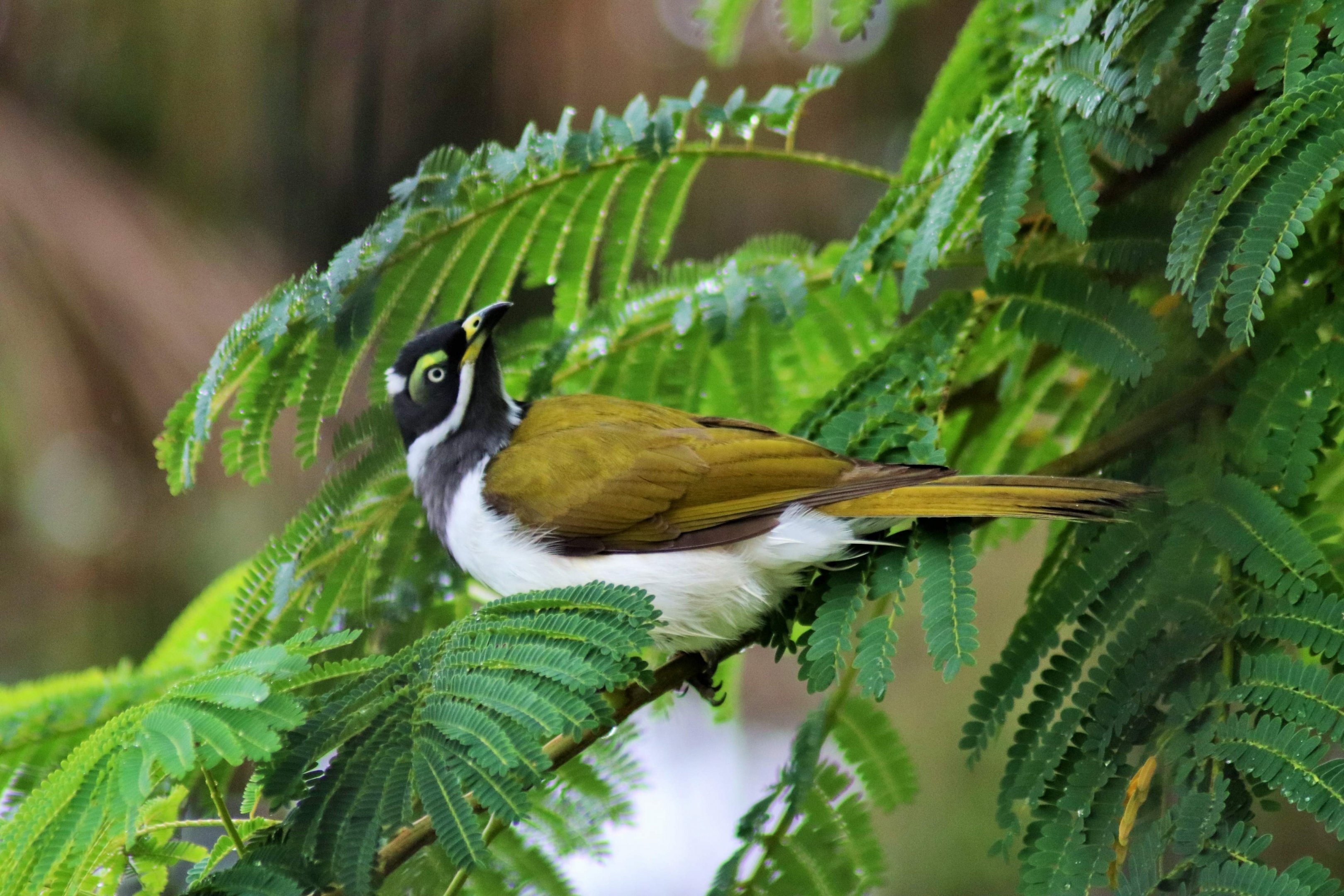 Juvenile Blue-faced Honeyeater (Entomyzon cyanotis cyanotis)