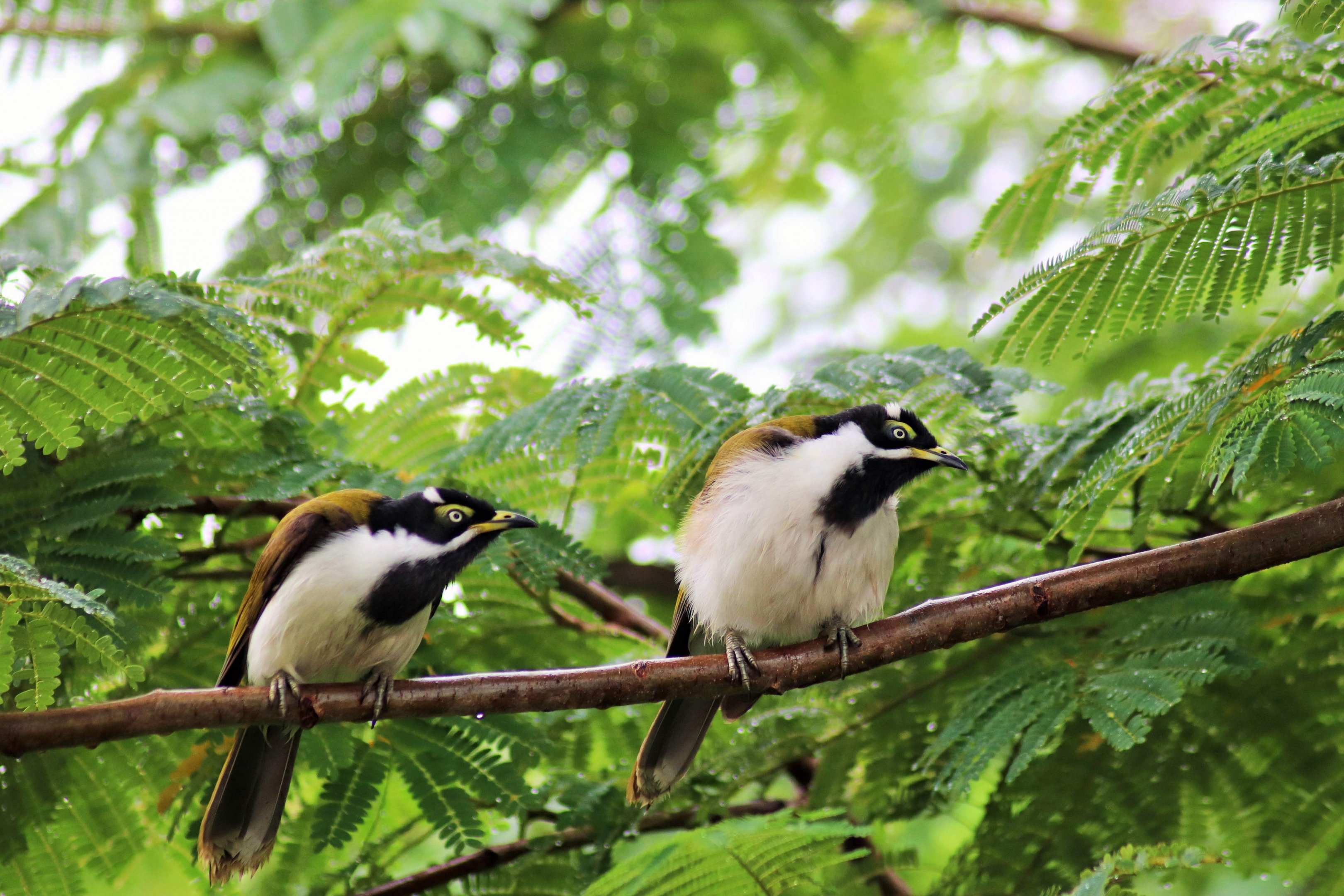 Juvenile Blue-faced Honeyeaters (Entomyzon cyanotis cyanotis)