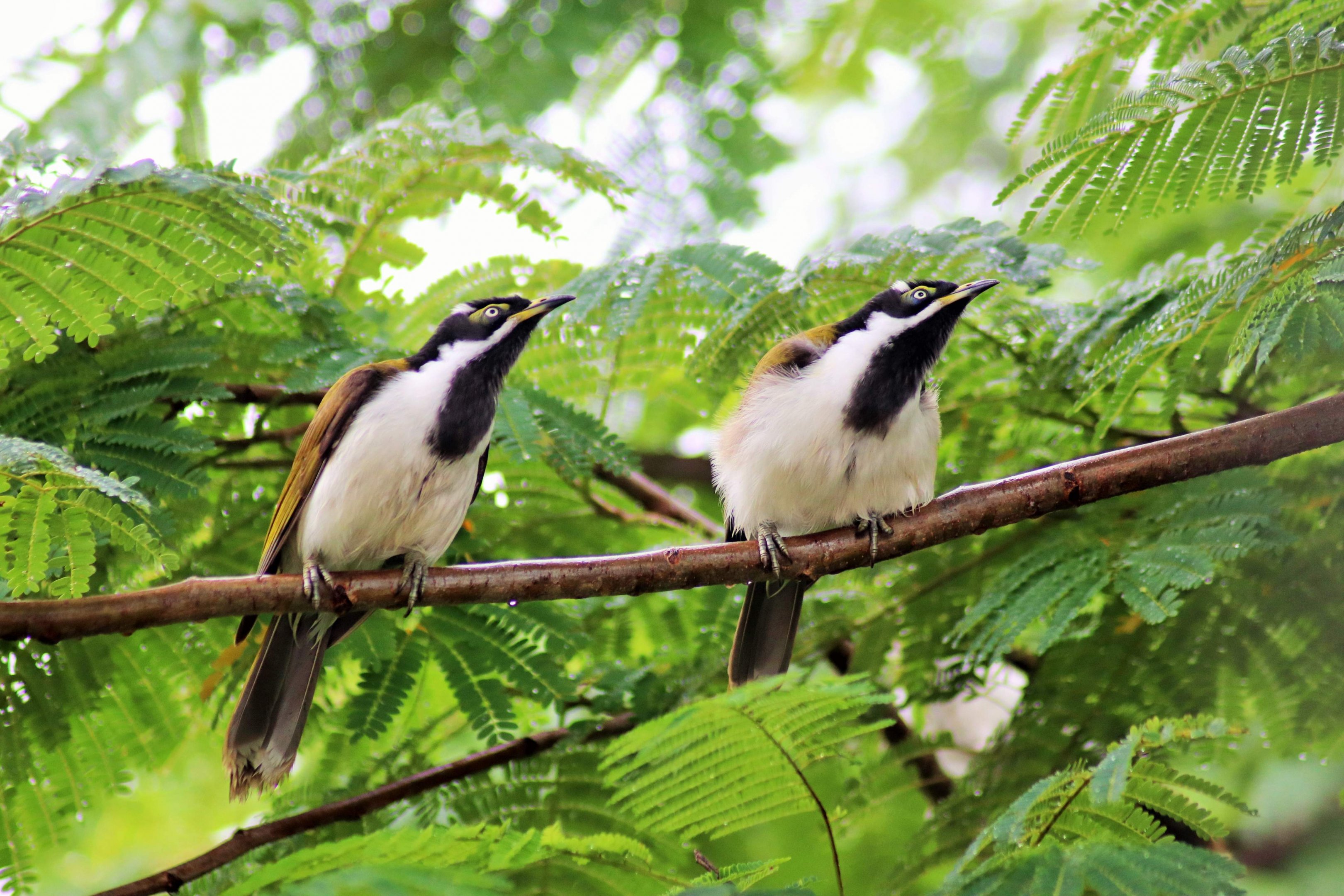 Juvenile Blue-faced Honeyeaters (Entomyzon cyanotis cyanotis)