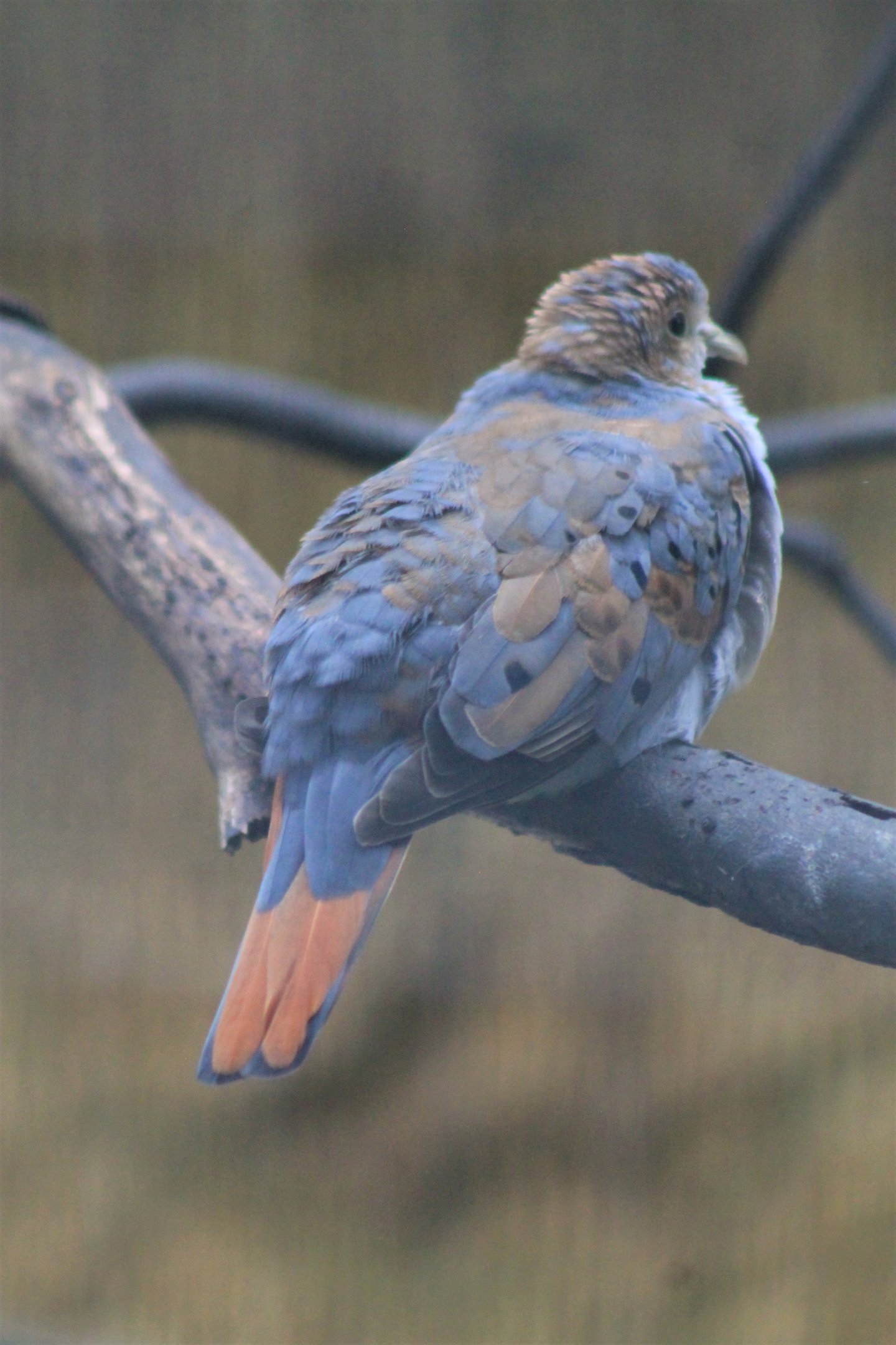 juvenile Blue Ground Dove (Claravis pretiosa)