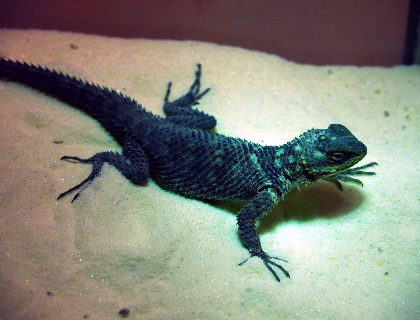 Juvenile Blue spiny lizard (Sceloporus cyanogenys), 2019-12-30