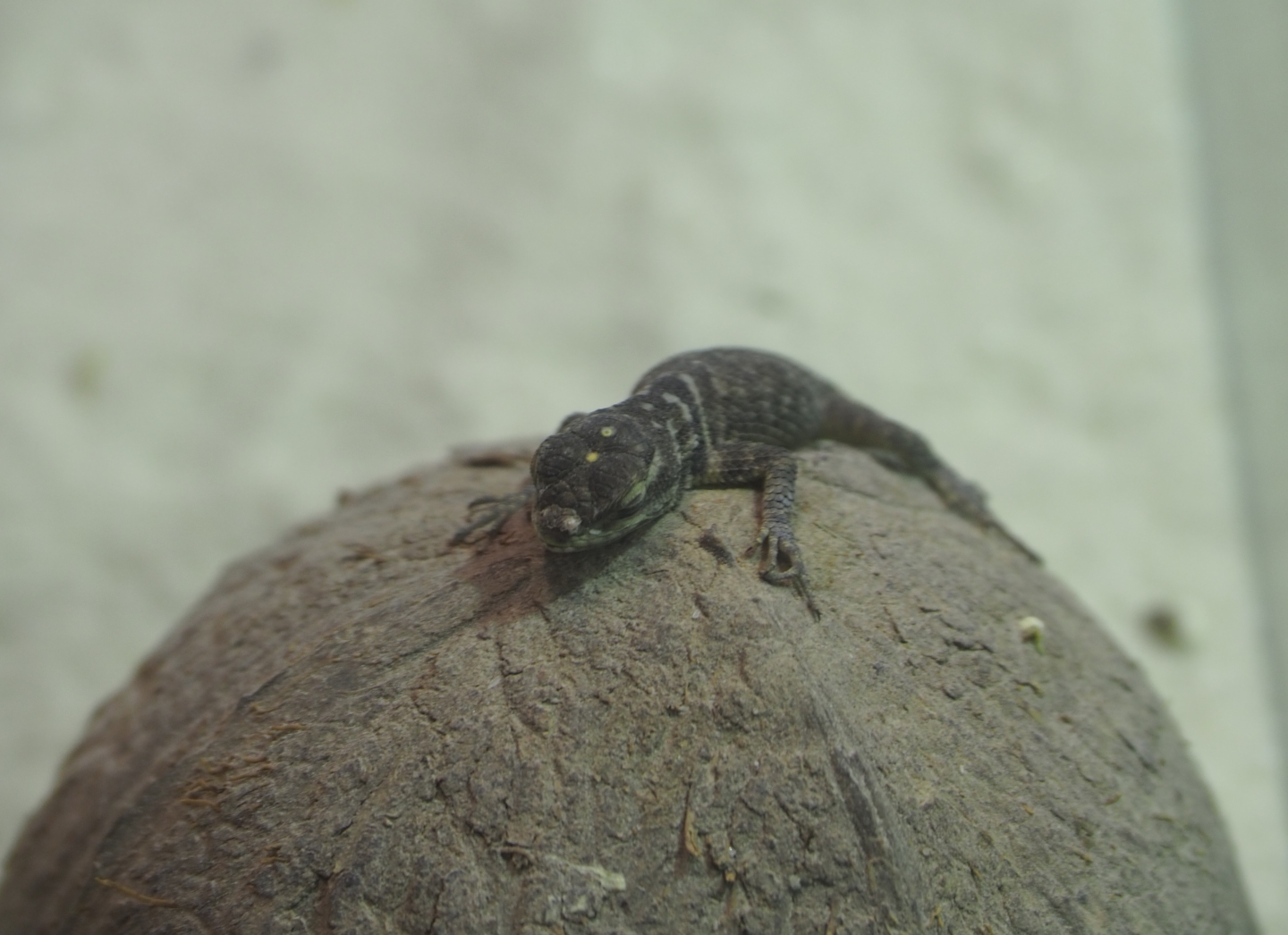 Juvenile Blue spiny lizard (Sceloporus cyanogenys), Feb 27th, 2019